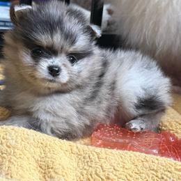 Franklin - Blue merle male Pomeranian puppy in Enumclaw, Washington from SantaAnna Pomeranians