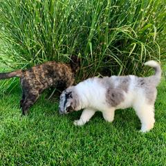 Newfypoo Puppies from Two Sisters Ranch, LLC