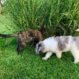 Newfypoo Puppies from Two Sisters Ranch, LLC