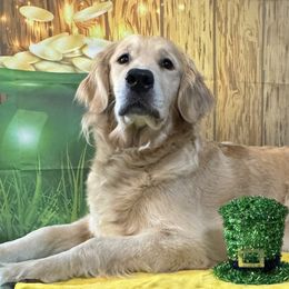 Golden Retrievers from SpringWave Kennel
