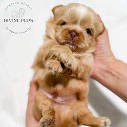 Elmo - Liver male Shih Tzu puppy in League City, Texas from Divine Pups