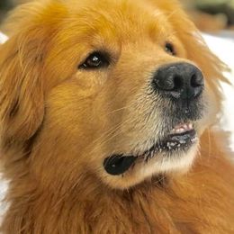 Golden Retrievers from Greatbrook Goldens