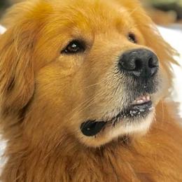 Golden Retrievers from Greatbrook Goldens