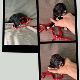 Penny - Black female Goldendoodle puppy in Water Valley, Mississippi from Olympian Doodles