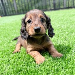 Betsy - Red female Dachshund puppy in Richmond, Virginia from Irresistible Dachshunds & Cavaliers