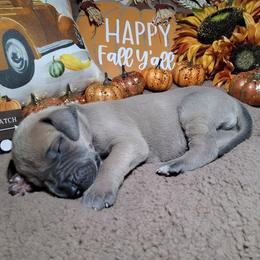 Ivan - Fawn male Great Dane puppy in Seville, Florida from Caddylicious Great Danes