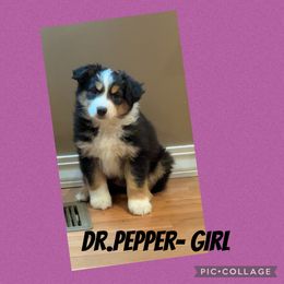 Dr.Pepper - Black tri female Miniature Australian Shepherd puppy in Quincy, Illinois from SK Aussie’s