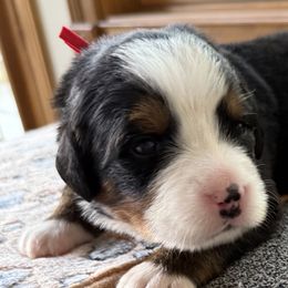Bernese Mountain Dogs and Labrador Retrievers from Concannon Hill Kennel