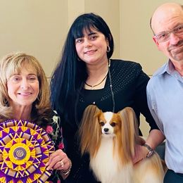 Havanese and Papillons from InVolo Papillons & Havanese