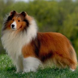 Shetland Sheepdogs from Braeleen Shetland Sheepdogs
