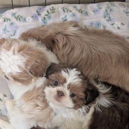 Rip - Liver and white male Shih Tzu puppy in West Pawlet, Vermont from Morgan's Shih Tzus