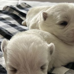 West Highland White Terriers from Northshore Chicago Westies