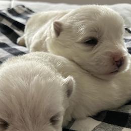 West Highland White Terriers from Northshore Chicago Westies
