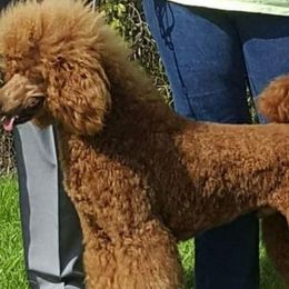 Tango - Poodle