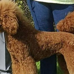 Tango - Poodle