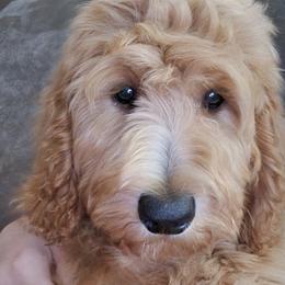 Willie - Labradoodle puppy in Mckenzie, Tennessee from Small Town Doodles & Poodles