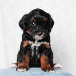 Margaret - Tri-color female Bernedoodle puppy in Dundee, Ohio from Down Home Doodle
