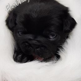 Golden Retriever and Pug Puppies from Ebert Pugs
