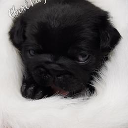 Golden Retriever and Pug Puppies from Ebert Pugs
