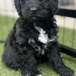 Aussiedoodle, Companion Cross, Poodle, and Yorkipoo Puppies from Teakwoodpoodleofsocal