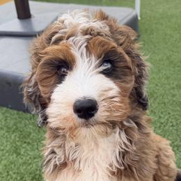 Bernedoodles and Goldendoodles from Dainty Doodle Dogs