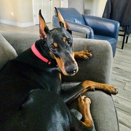 Doberman Pinscher Puppies from Devoted Doberman