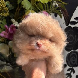Lavender - Lavender male Pomeranian puppy in Fayetteville, North Carolina from Tar-heel Poms