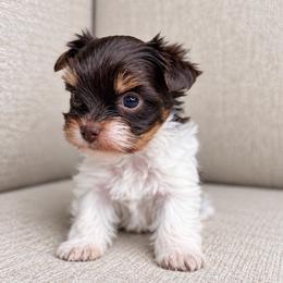 Pumpkin - Tan and white female Yorkshire Terrier puppy in Jacksonville, Florida from Yorktown Yorkies