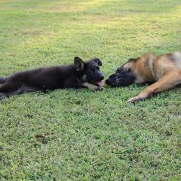 GirlBoss “Sophia” - Black and tan German Shepherd puppy in Mc Donough, Georgia from Barick German Shepherds