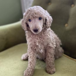 Poodle Puppies from Emerald Pines Standard Poodles