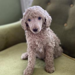 Poodle Puppies from Emerald Pines Standard Poodles
