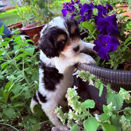 Briar(Moo Moo) - Tri-color female Cavapoo puppy in Battle Lake, Minnesota from Panda Puppies