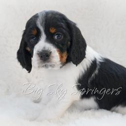 Boy 2 - Black white and tan male English Springer Spaniel puppy in Great Falls, Montana from Big Sky Springers