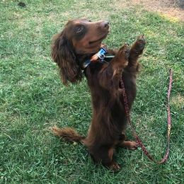 Dachshunds from Marcia's Dachshunds