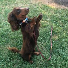 Dachshunds from Marcia's Dachshunds