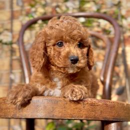 Lucky - Apricot male Cavapoo puppy in Arlington, Texas from Van Haselen Poodles and Doodles