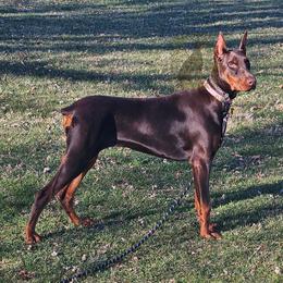 Doberman Pinscher puppies from Little Dragon Dobermans