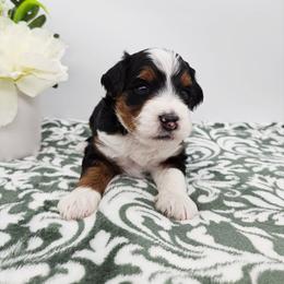 Bandit - Tri-color male Bernedoodle puppy in Granton, Wisconsin from Rose River Farms