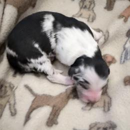 Dasher - Blue merle male Australian Shepherd puppy in Harrah, Oklahoma from Kamm's Aussies