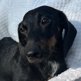Phoebe - Dachshund
