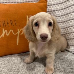 Cici - Cream female Dachshund puppy in Fort Gibson, Oklahoma from Cooper’s Dachshunds