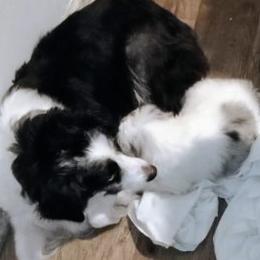  from Fancy poodle kennel