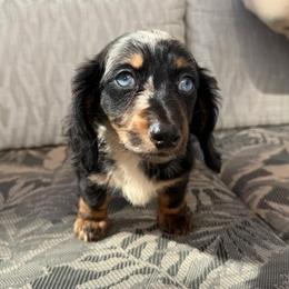 Lilly - Dapple female Dachshund puppy in Moreno Valley, California from rdachshunds