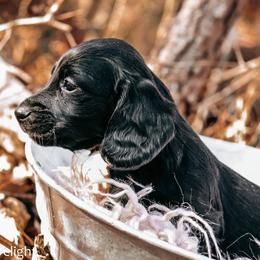 Boy 3 - Black male Dachshund puppy in Cleveland, Alabama from Doxieland Delight