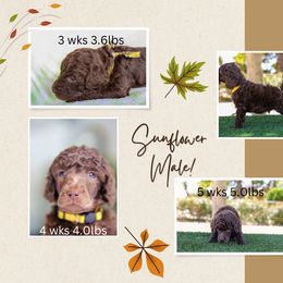 Sunflower: Shine Bright with This Pup! 🌻 - Brown Poodle puppy in Hesperia, California from HD Poodles