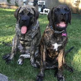 Mastiff Puppies from Mama’s Mastiffs