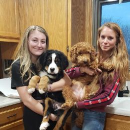 Bernese Mountain Dog Puppies from Lonesome Pine Farm