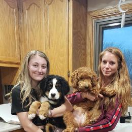 Bernese Mountain Dog Puppies from Lonesome Pine Farm