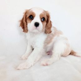 Tyler - Blenheim male Cavalier King Charles Spaniel puppy in Dallas, Texas from Holliday Cavalier King Charles Spaniels