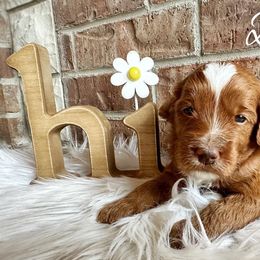 Goldendoodle Puppies from Halo Doodles